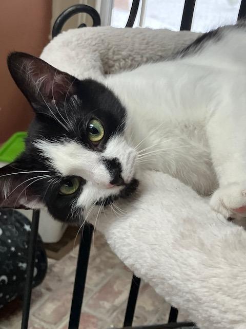 Enlarge Pippa, an adopted Domestic Short Hair in Melrose, MA image 2/5