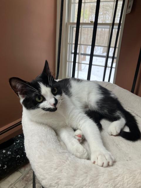 Enlarge Pippa, an adopted Domestic Short Hair in Melrose, MA image 4/5