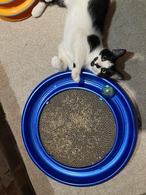 Enlarge Pippa, an adopted Domestic Short Hair in Melrose, MA image 5/5