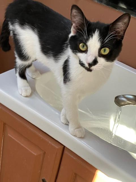 Enlarge Pippa, an adopted Domestic Short Hair in Melrose, MA image 1/5