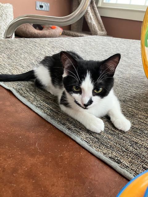 Enlarge Pippa, an adopted Domestic Short Hair in Melrose, MA image 3/5