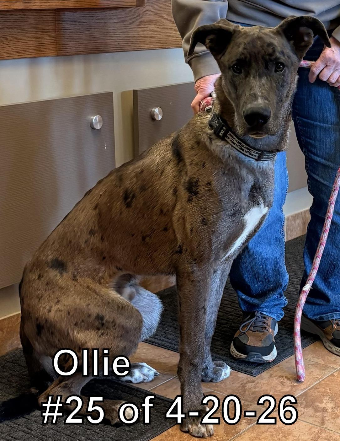 Enlarge Ollie #25 of 4-20-26, an adopted mixed breed in Gaylord, MI image 1/1