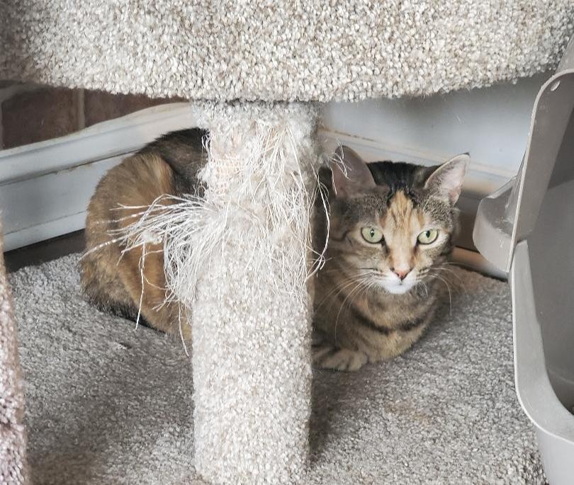 Luna, Adoptable, Adult Female Domestic Short Hair.