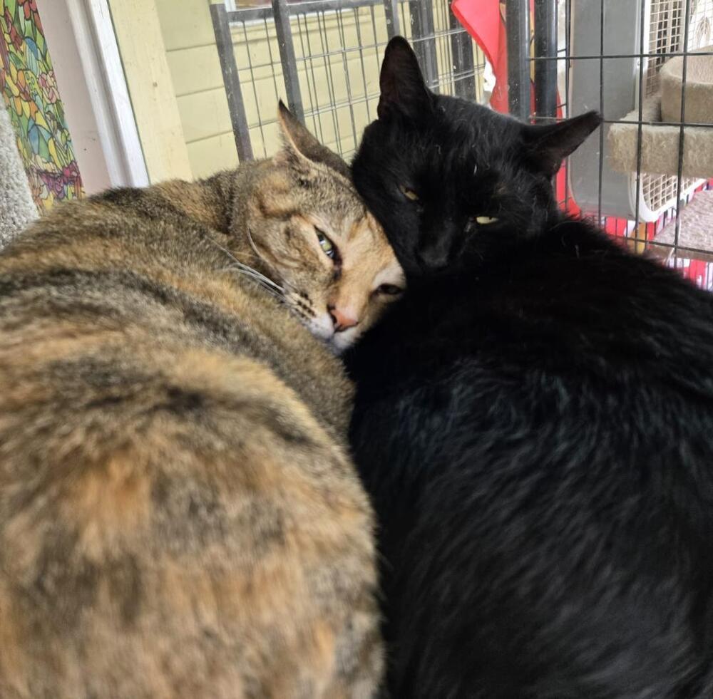 Enlarge Luna, a Adoptable Domestic Short Hair in Skippack, PA image 2/6