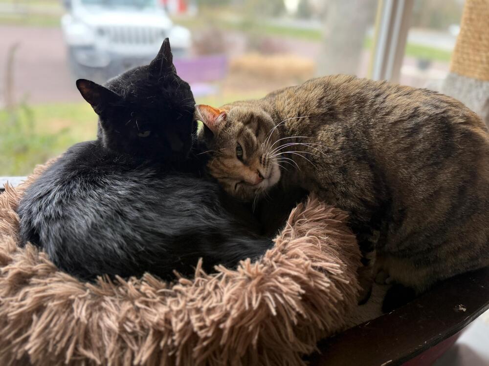 Enlarge Luna, a Adoptable Domestic Short Hair in Skippack, PA image 2/6