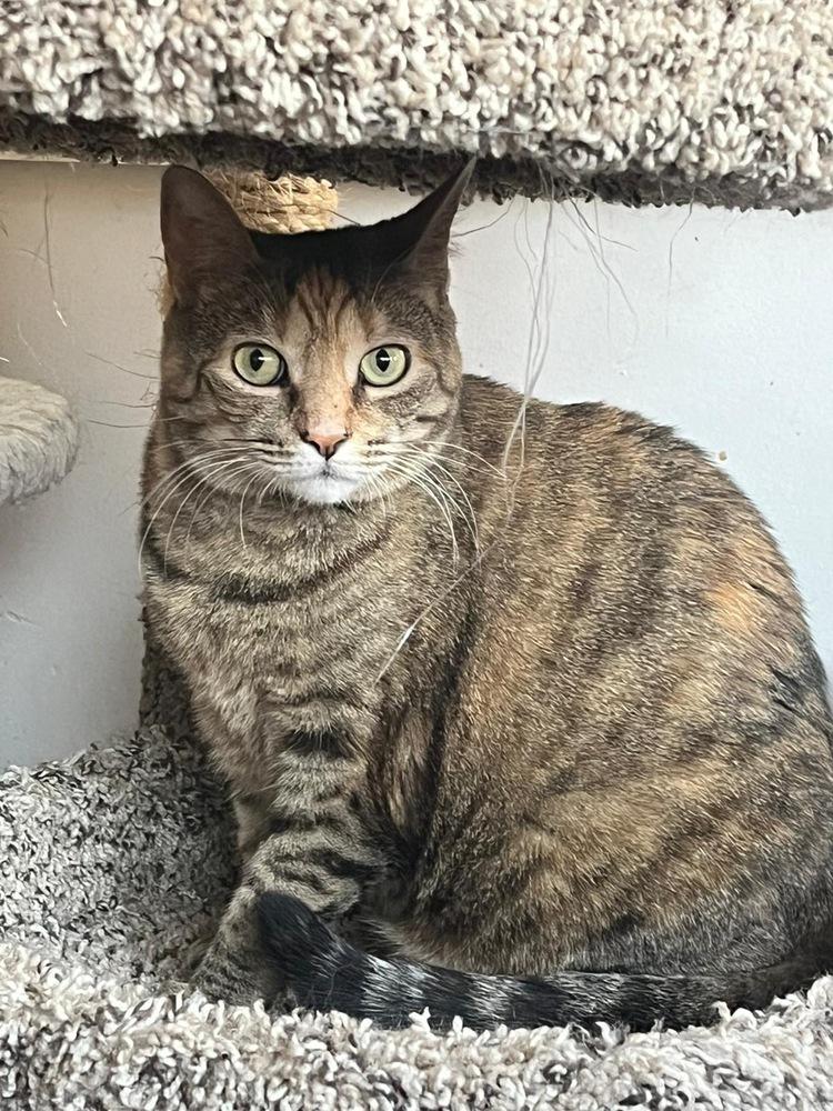 Enlarge Luna, a Adoptable Domestic Short Hair in Skippack, PA image 4/6