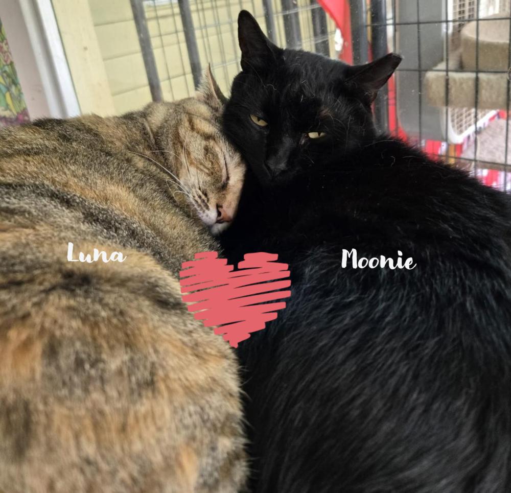 Enlarge Luna, a Adoptable Domestic Short Hair in Skippack, PA image 5/6