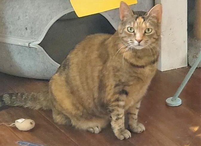 Enlarge Luna, a Adoptable Domestic Short Hair in Skippack, PA image 6/6