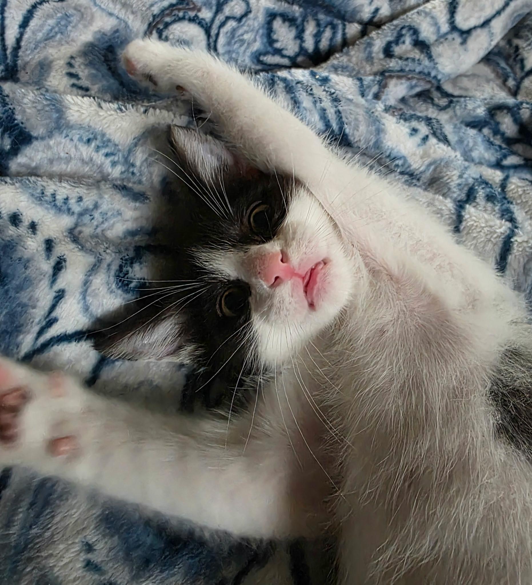 Ariel, Adoptable, Kitten Female Domestic Short Hair.