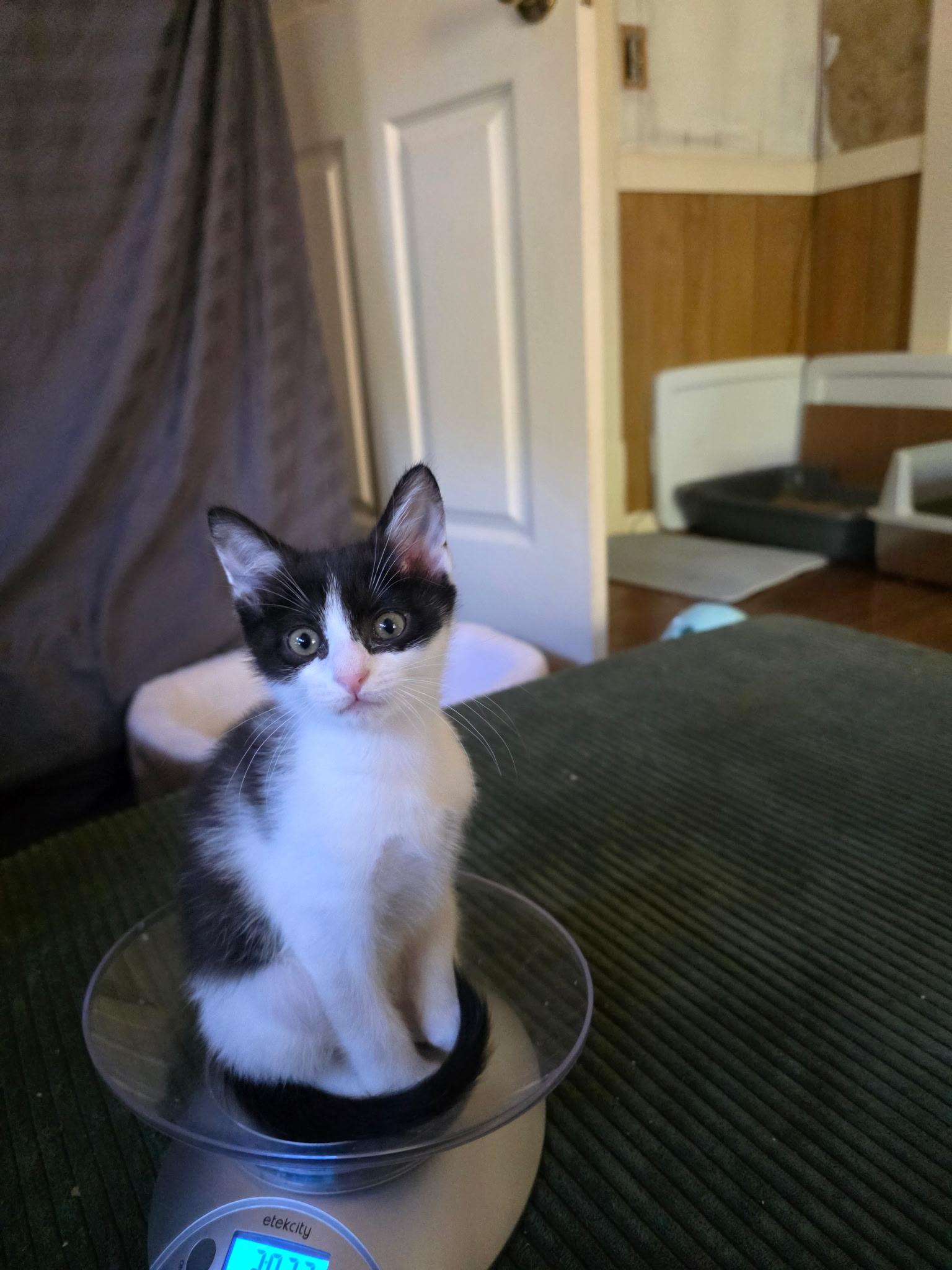 Enlarge Ariel, a Adoptable Domestic Short Hair in Morganton, NC image 3/4