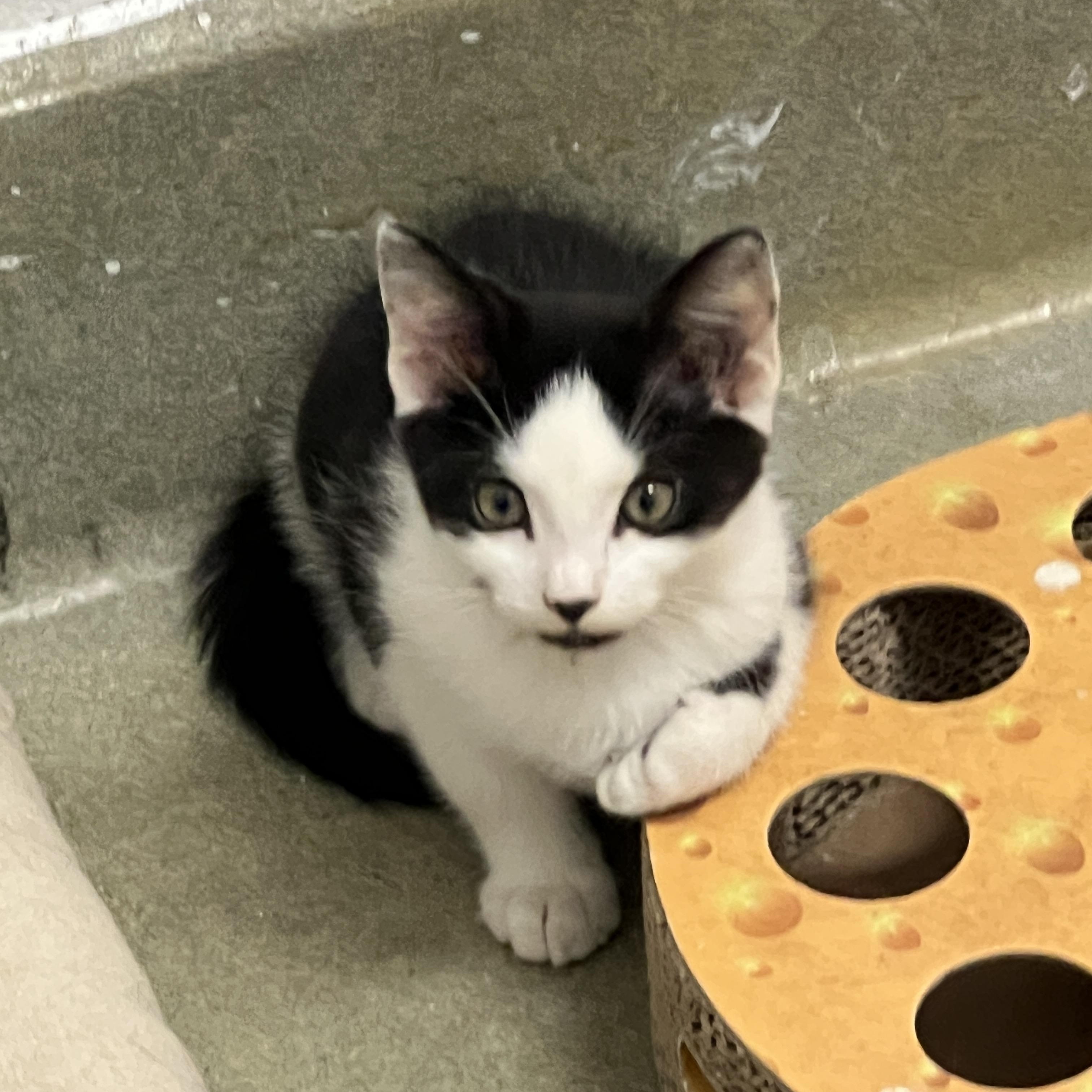 Enlarge Bat Cat, a Adopted mixed breed in Bradenton, FL image 2/4