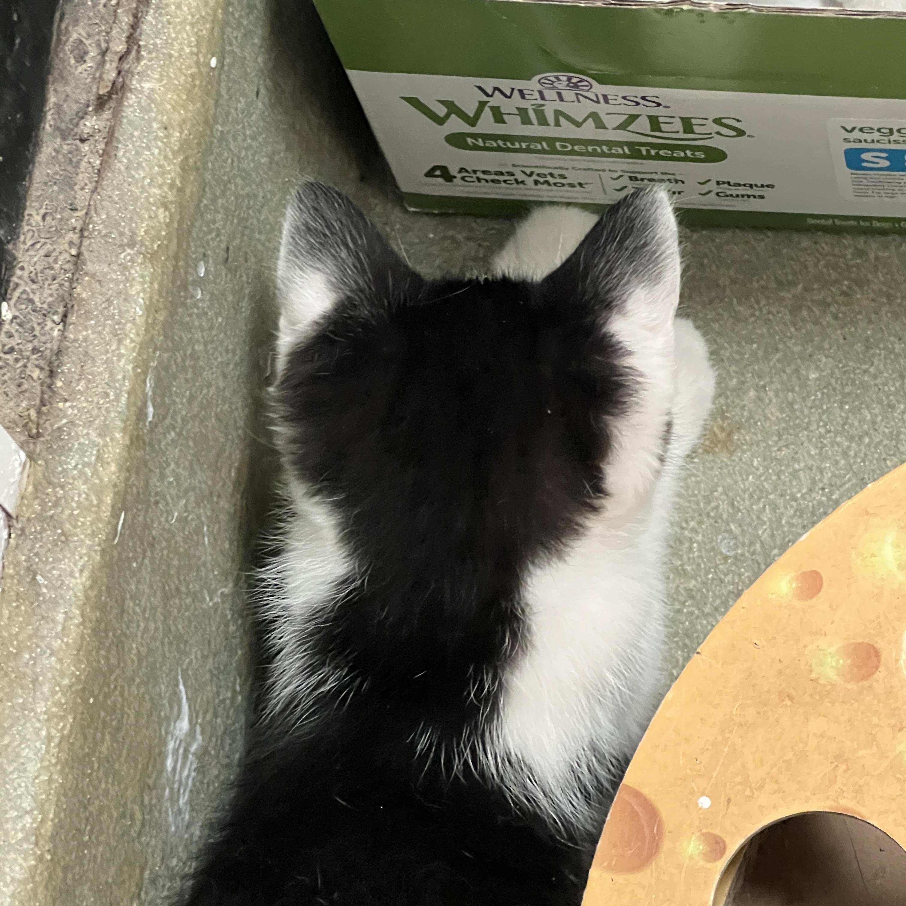 Enlarge Bat Cat, a Adopted mixed breed in Bradenton, FL image 4/4