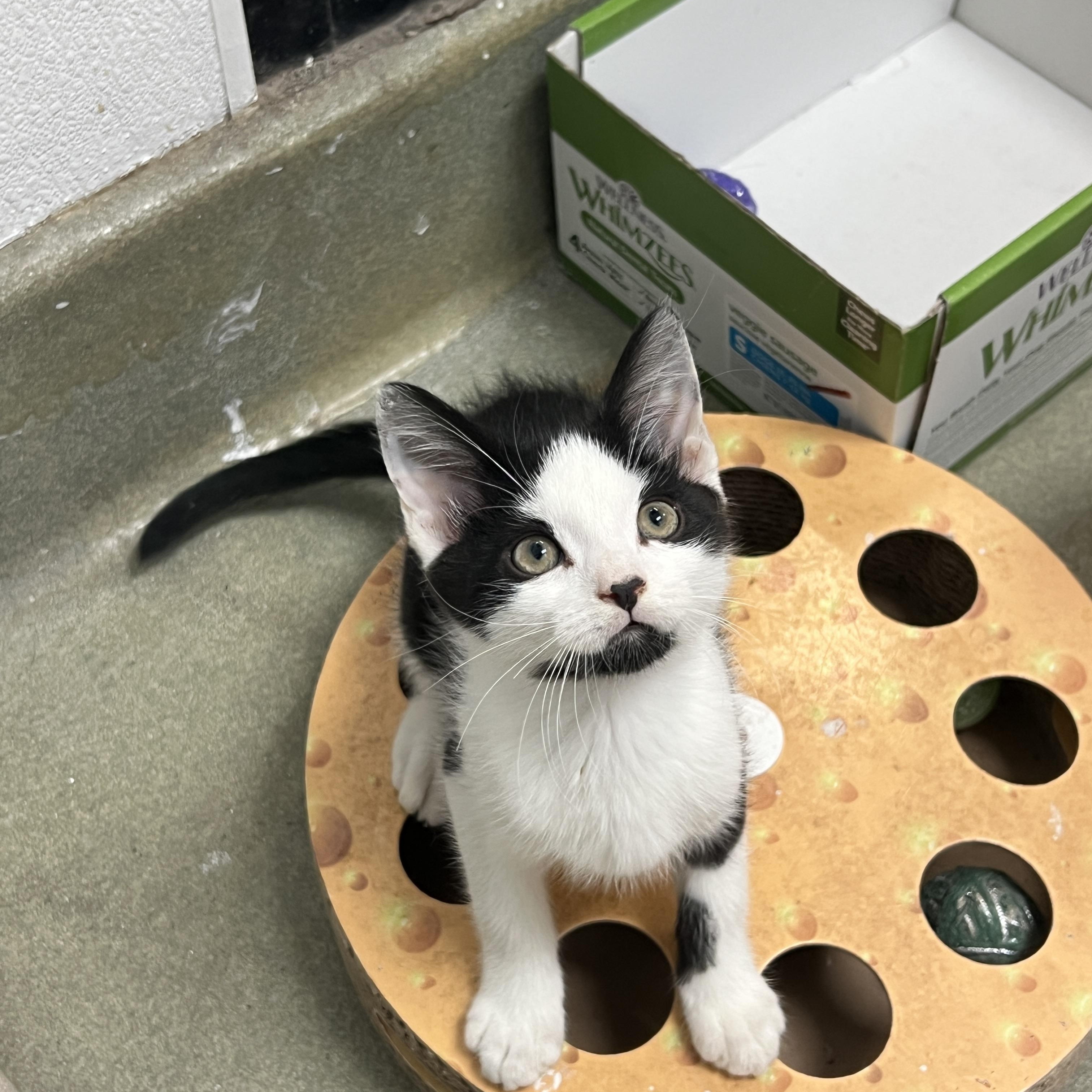 Enlarge Bat Cat, a Adopted mixed breed in Bradenton, FL image 1/4