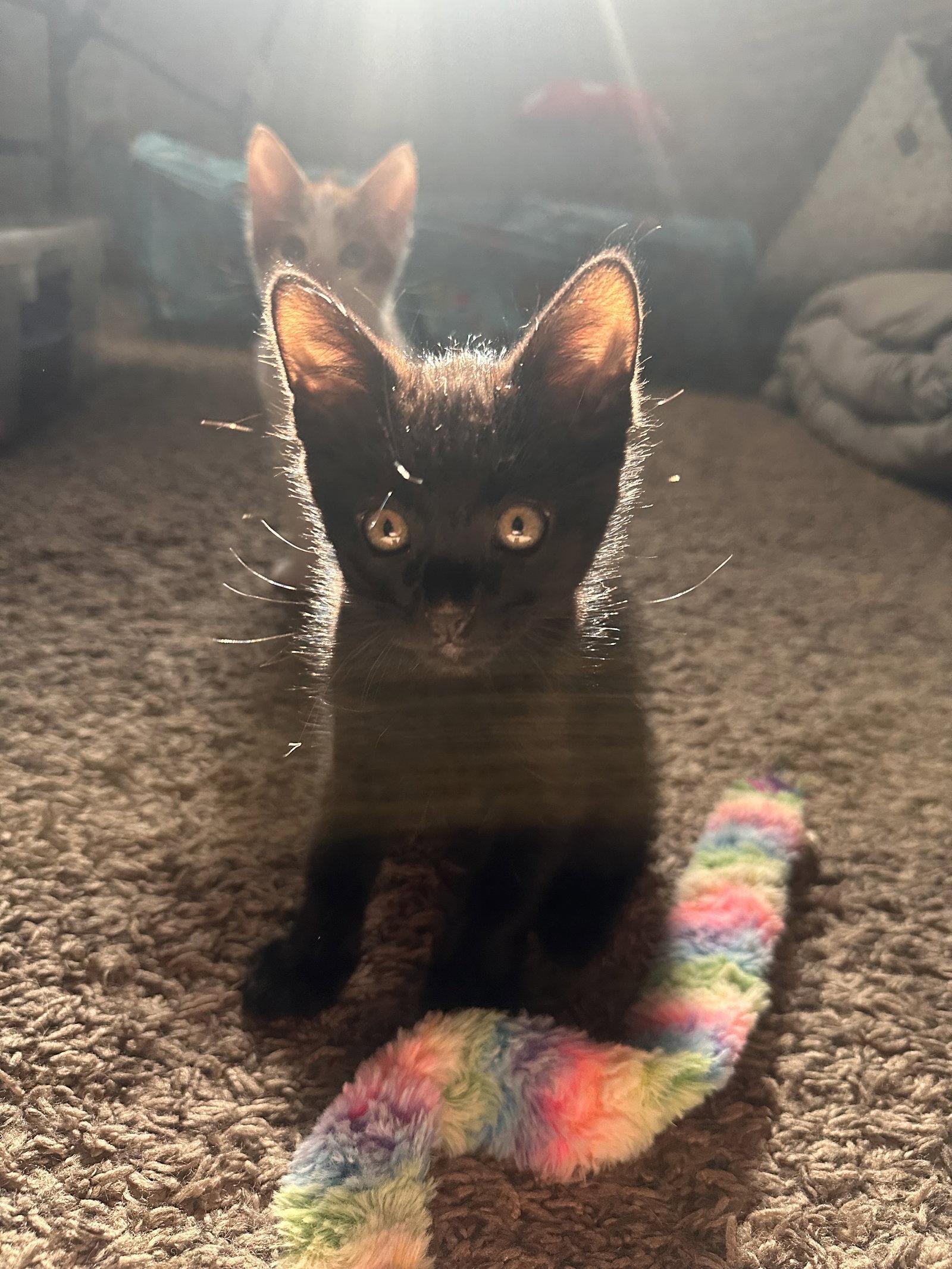 Bear ( Nicole ), Adoptable, Kitten Male Domestic Short Hair.