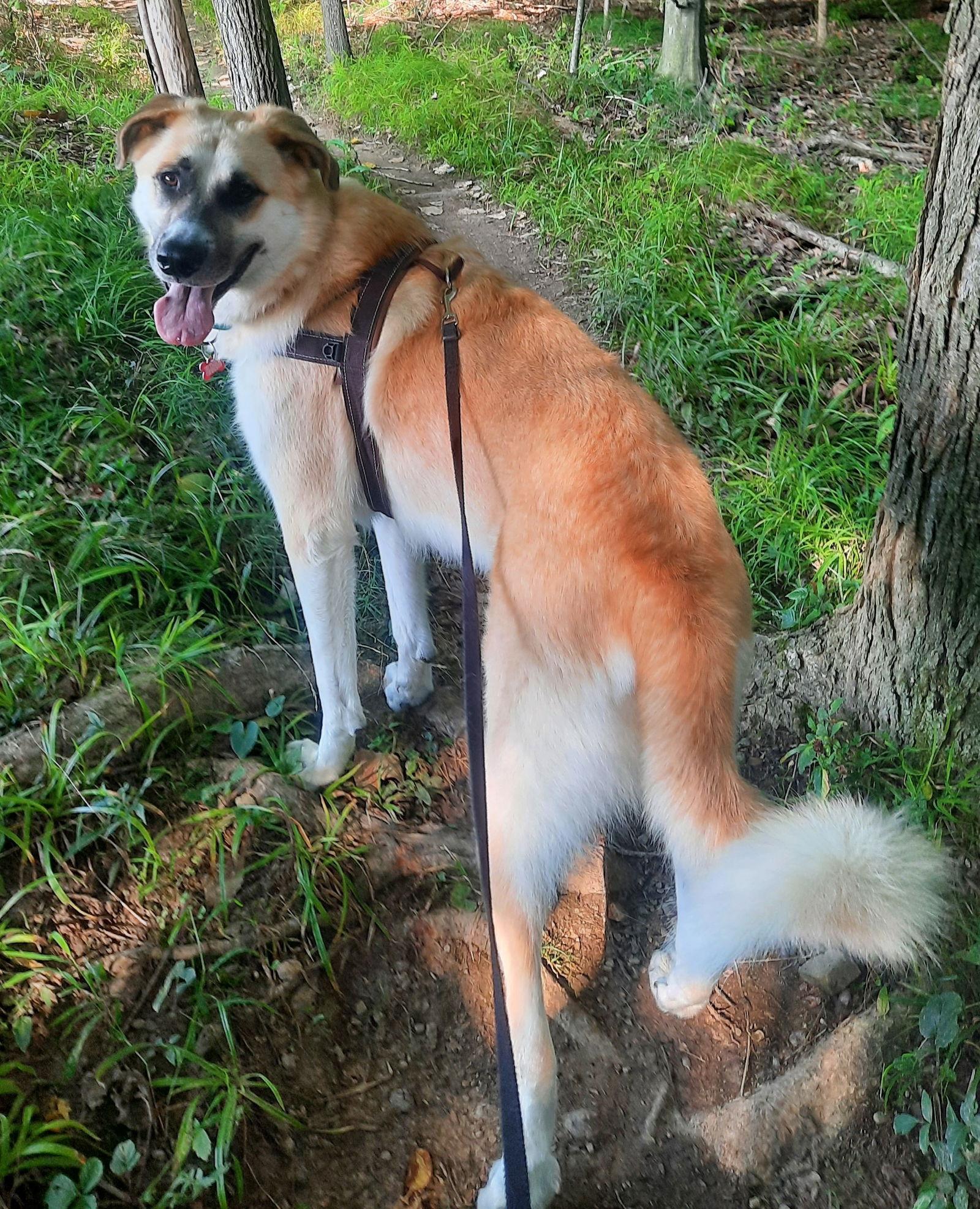 Enlarge Buck, a Adoptable mixed breed in Cuyahoga Falls, OH image 3/3