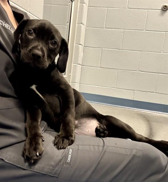 MILLIE, Adoptable, Puppy Female Labrador Retriever & Pit Bull Terrier.