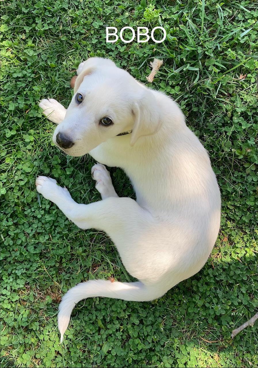 Enlarge Bobo, an adopted mixed breed in Albany, NY image 3/3