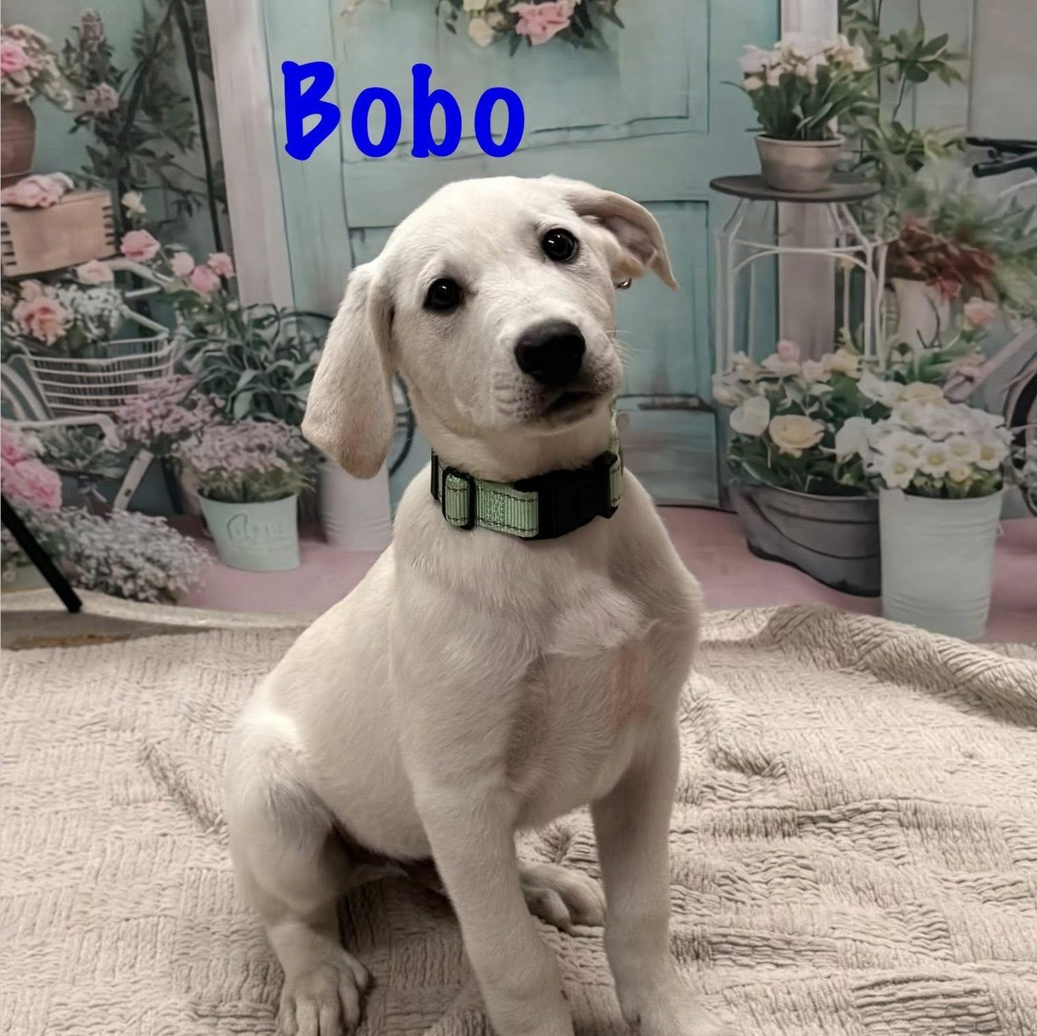 Enlarge Bobo, an adopted mixed breed in Albany, NY image 1/3