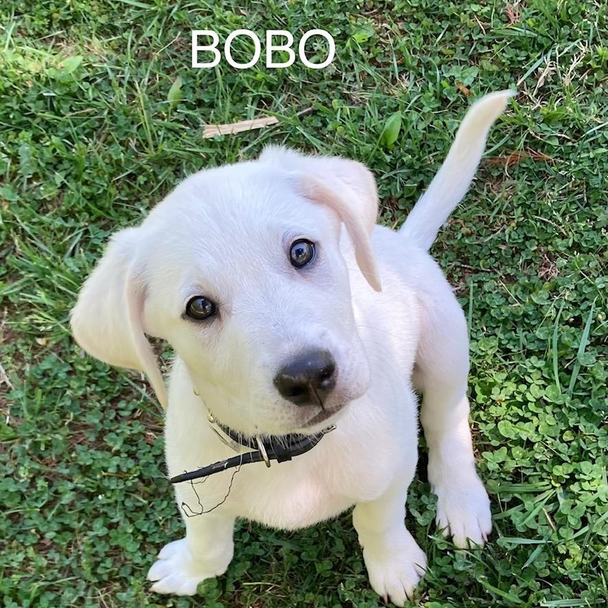 Enlarge Bobo, an adopted mixed breed in Albany, NY image 2/3