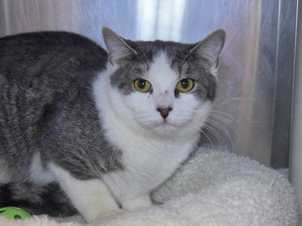 Enlarge Dah, a Adoptable mixed breed in Millersville, MD image 1/1