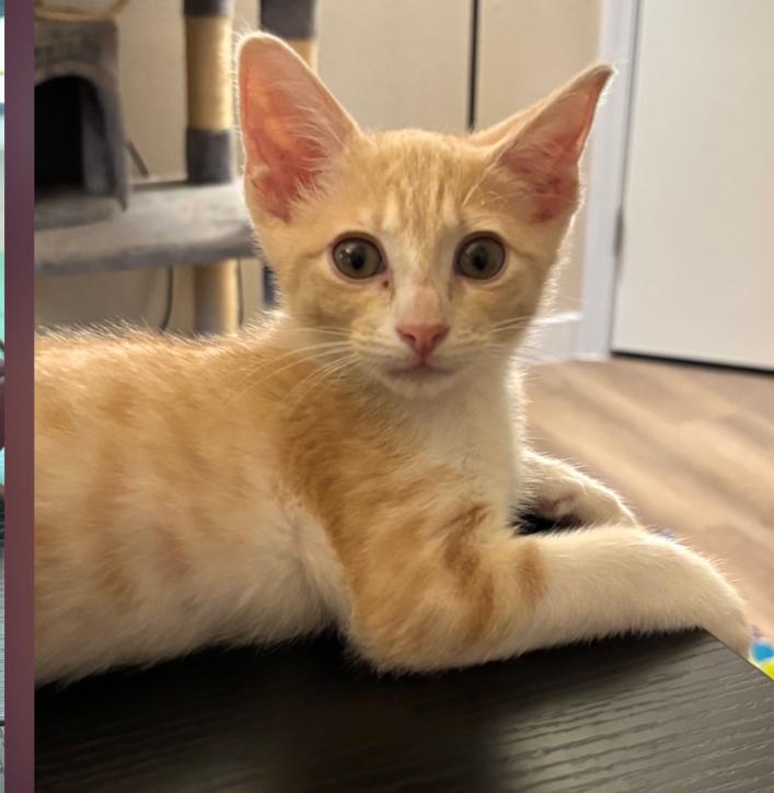 Ginger Man, Adoptable, Kitten Male Domestic Short Hair.