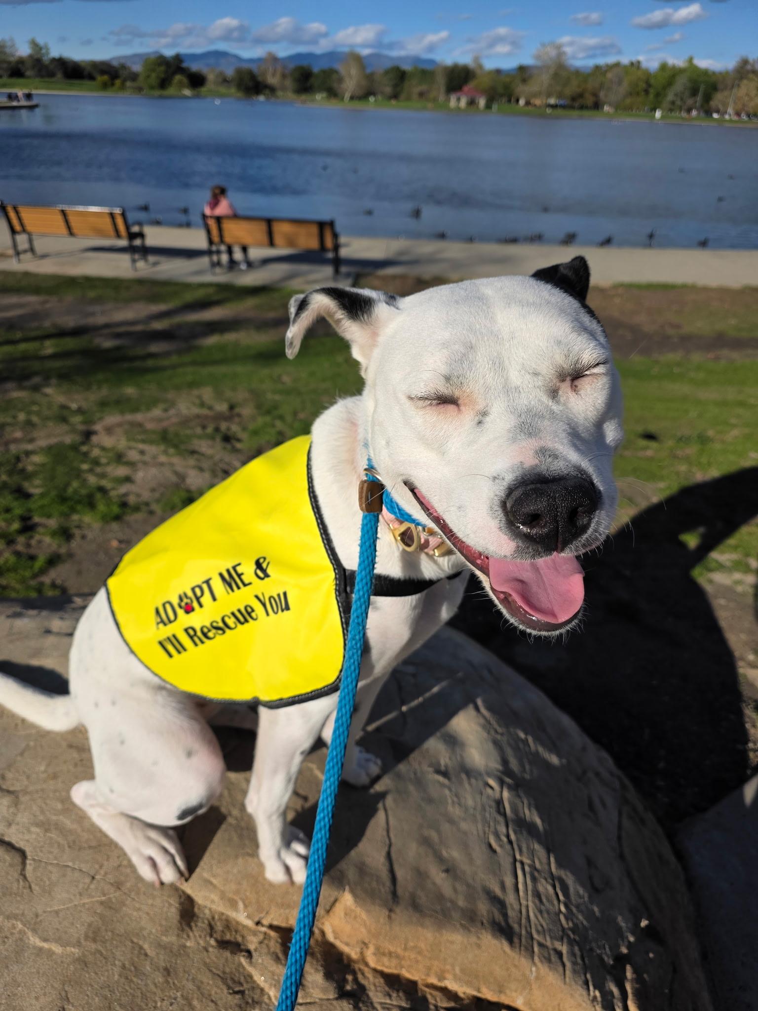 Enlarge Perla, a Adoptable mixed breed in Buena Park, CA image 1/6