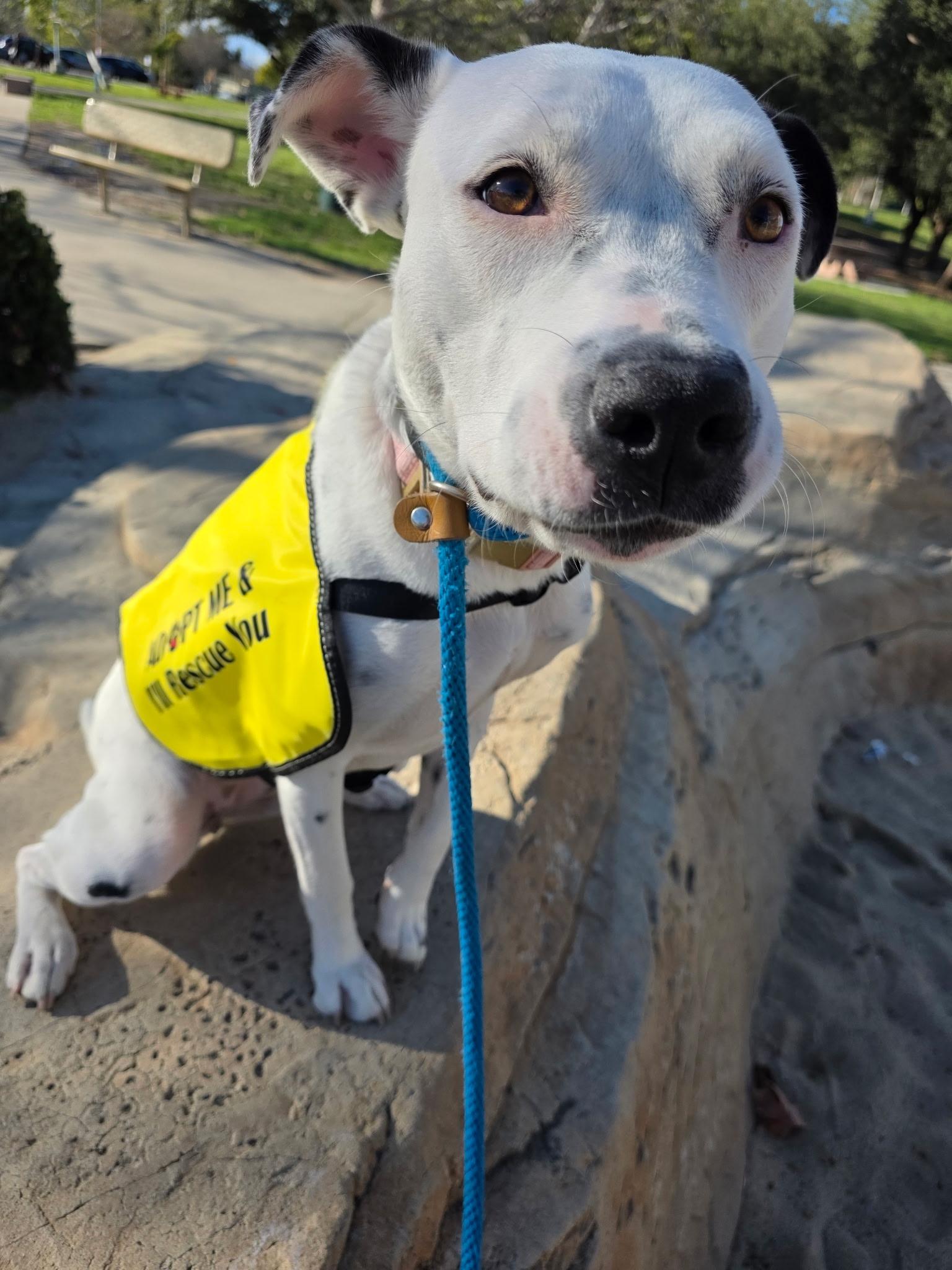Enlarge Perla, a Adoptable mixed breed in Buena Park, CA image 6/6