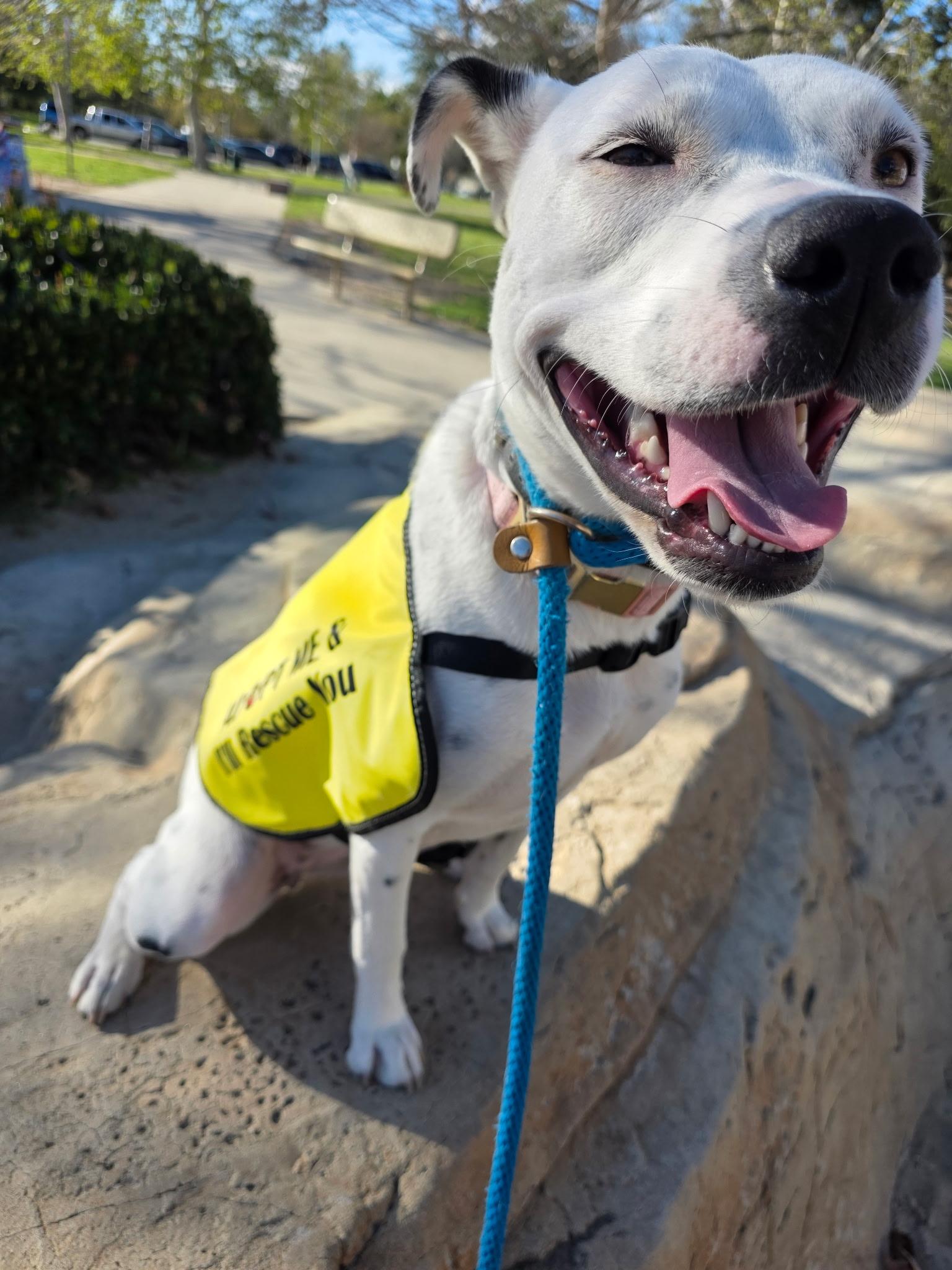 Enlarge Perla, a Adoptable mixed breed in Buena Park, CA image 5/6