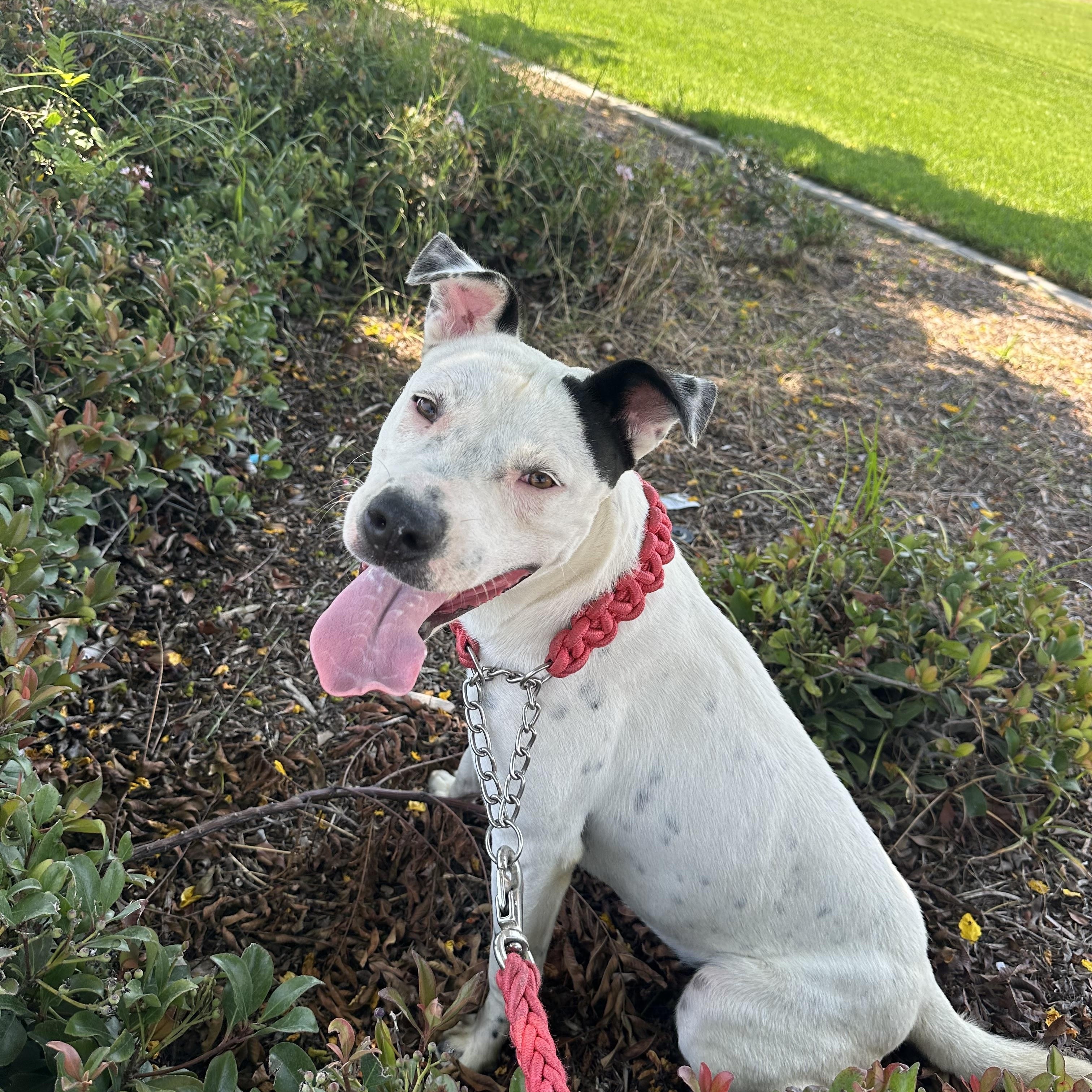Enlarge Perla, a Adoptable mixed breed in Buena Park, CA image 1/3