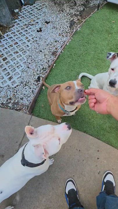 Enlarge Perla, a Adoptable mixed breed in Buena Park, CA video 6/6