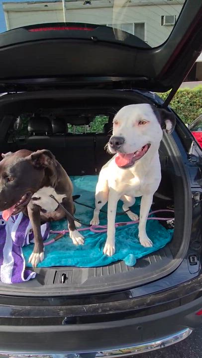 Enlarge Perla, a Adoptable mixed breed in Buena Park, CA video 2/3