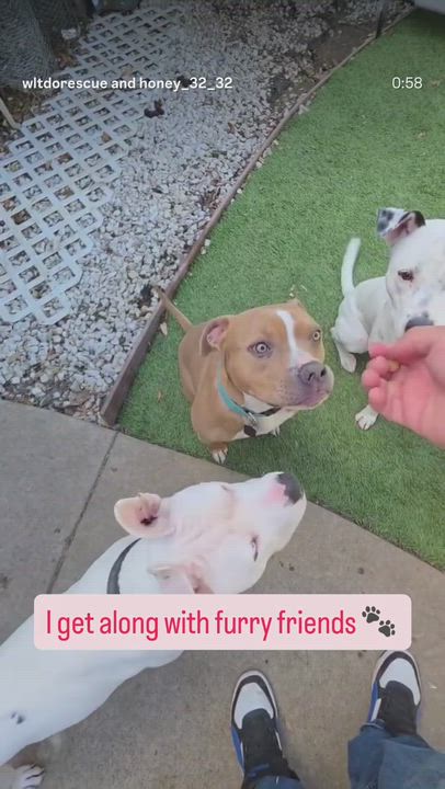 Enlarge Perla, a Adoptable mixed breed in Buena Park, CA video 6/6