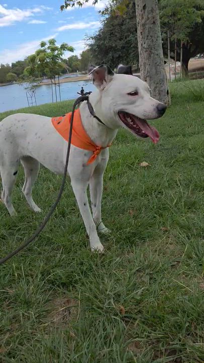 Enlarge Perla, a Adoptable mixed breed in Buena Park, CA video 3/3