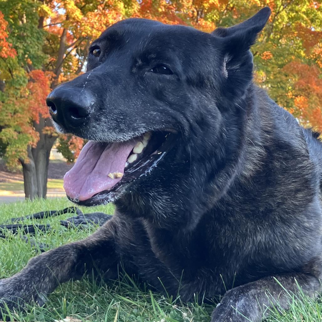 Enlarge Kai, a Adoptable Dutch Shepherd in Huntsville, AL image 1/6