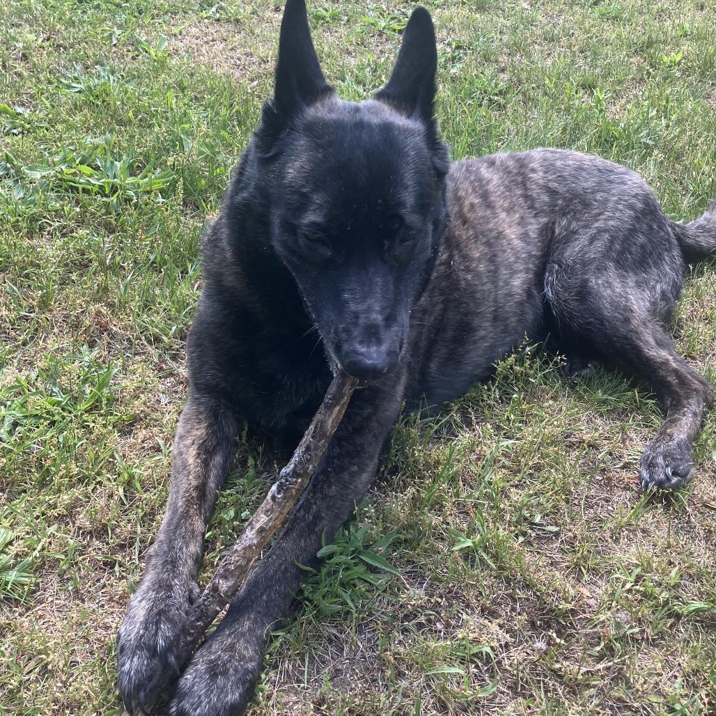 Enlarge Kai, a Adoptable Dutch Shepherd in Huntsville, AL image 3/6