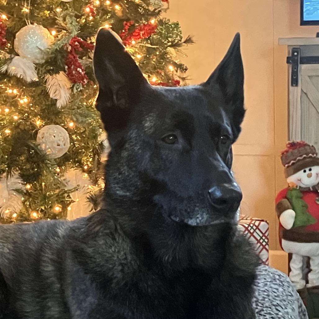 Enlarge Kai, a Adoptable Dutch Shepherd in Huntsville, AL image 4/6