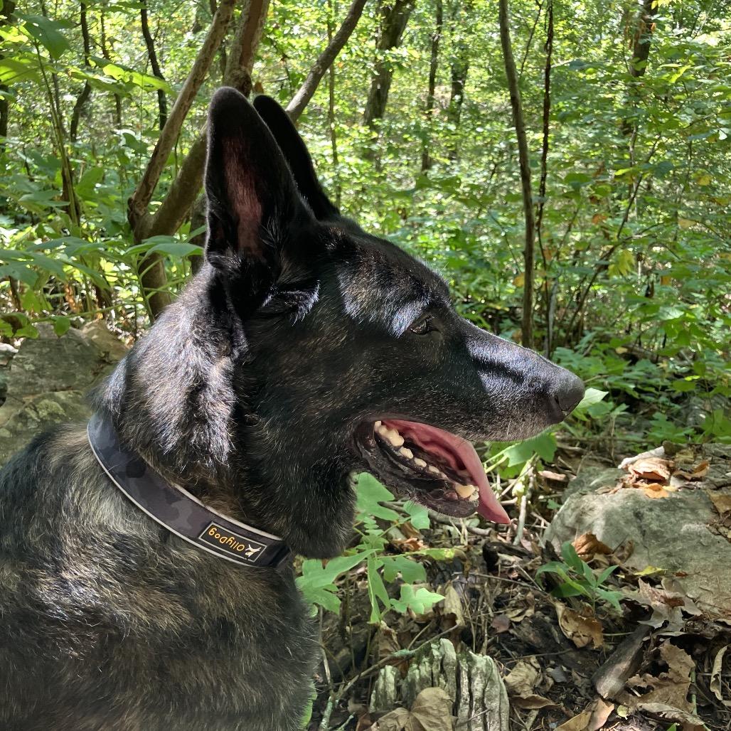 Enlarge Kai, a Adoptable Dutch Shepherd in Huntsville, AL image 5/6