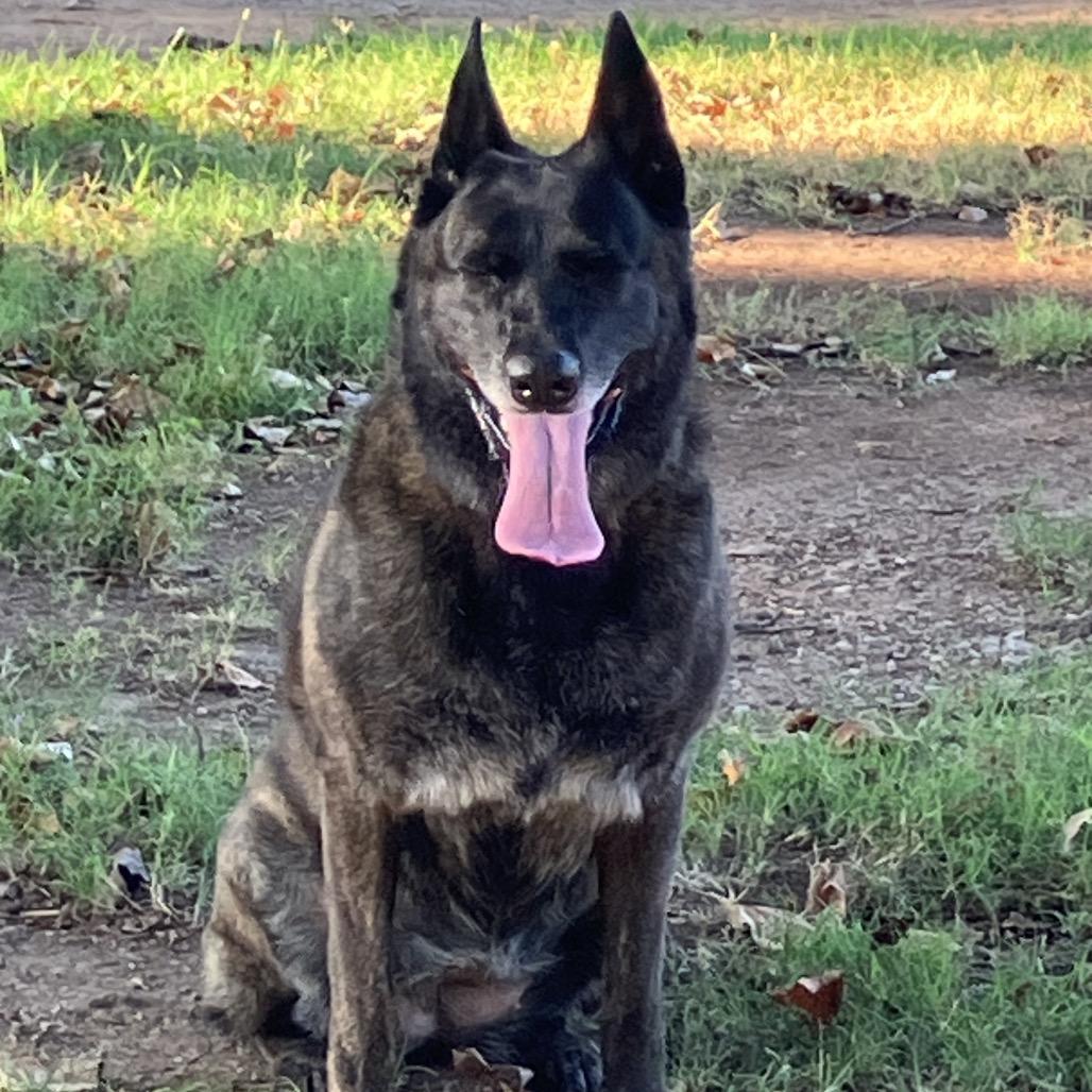 Enlarge Kai, a Adoptable Dutch Shepherd in Huntsville, AL image 6/6