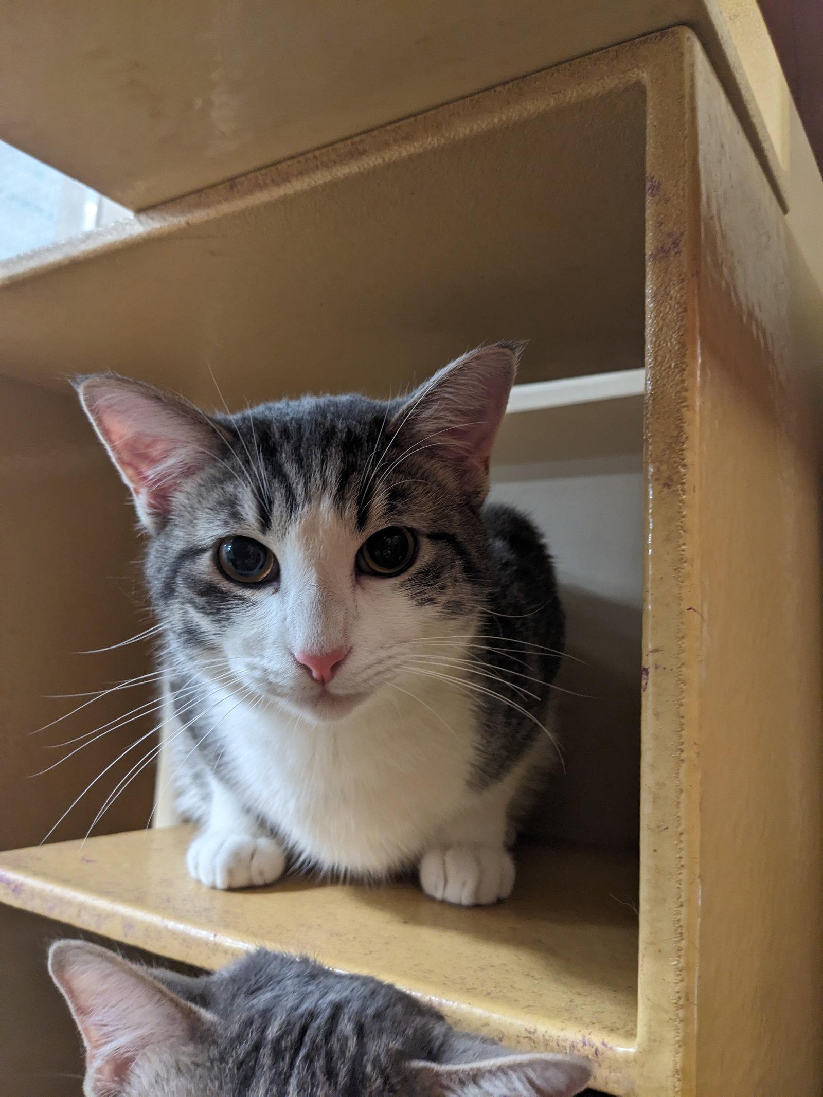 Enlarge Mr. Tumnis, a Adopted Domestic Short Hair in Rowlett, TX image 1/1