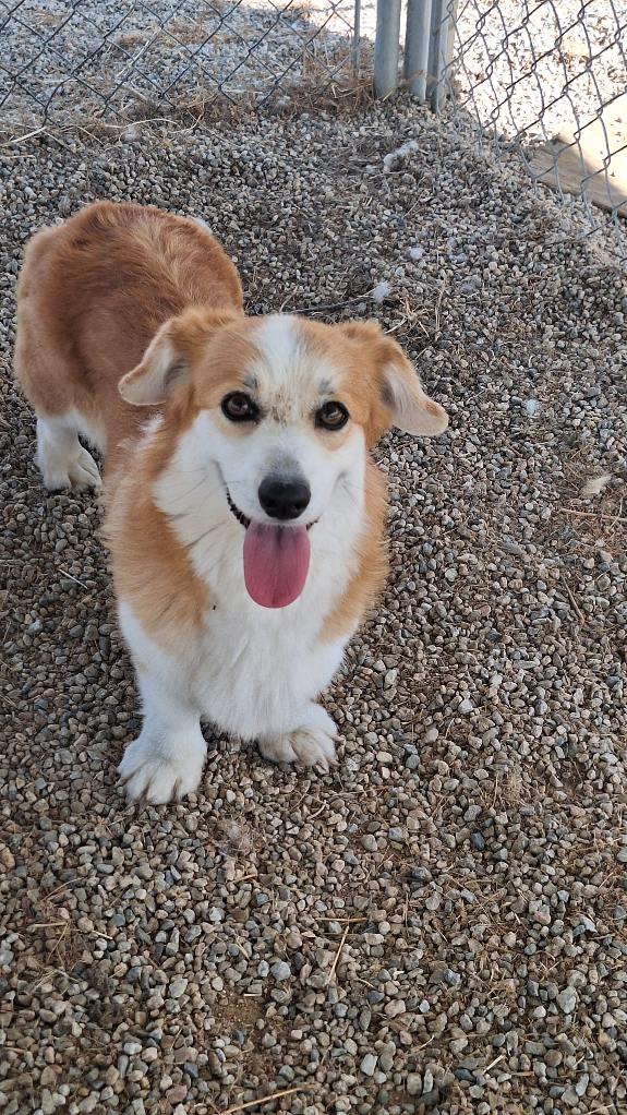 Dog for adoption Izzy, a Cardigan Welsh in Los Angeles, CA Petfinder