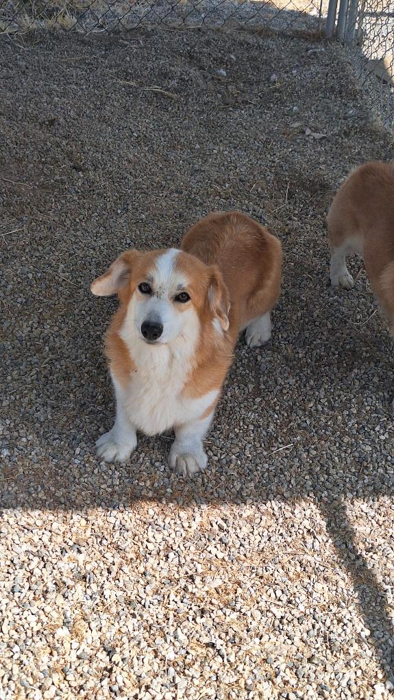 Dog for adoption Izzy, a Cardigan Welsh in Los Angeles, CA Petfinder