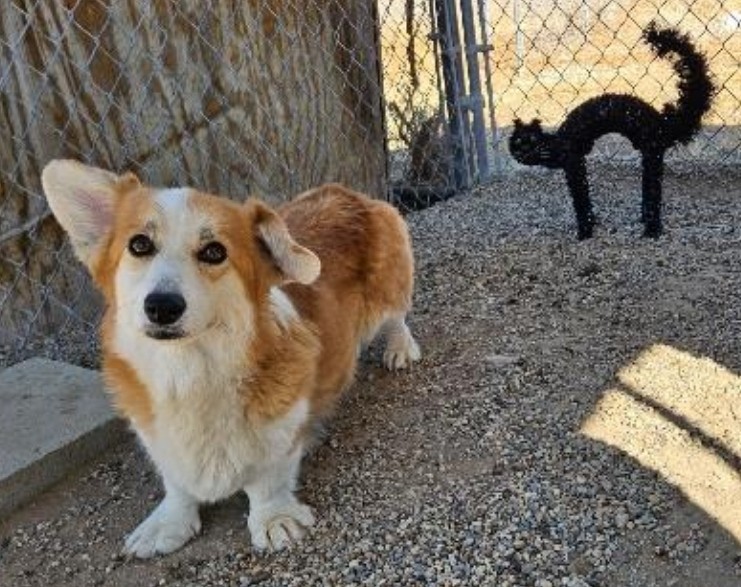 Dog for adoption Izzy, a Cardigan Welsh in Los Angeles, CA Petfinder