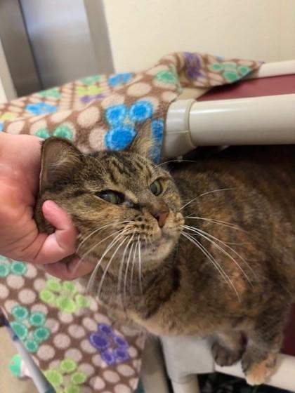 Sienna, a Adoptable Domestic Short Hair in Everett, WA image 1/3