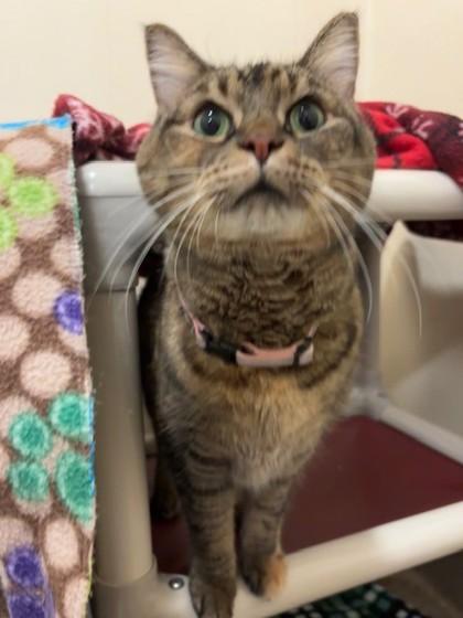 Sienna, a Adoptable Domestic Short Hair in Everett, WA image 2/3