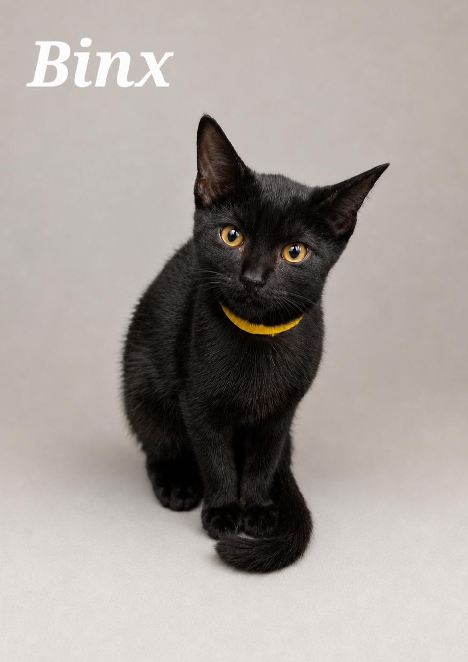 Binx, ADOPTABLE, Kitten Male Domestic Short Hair.