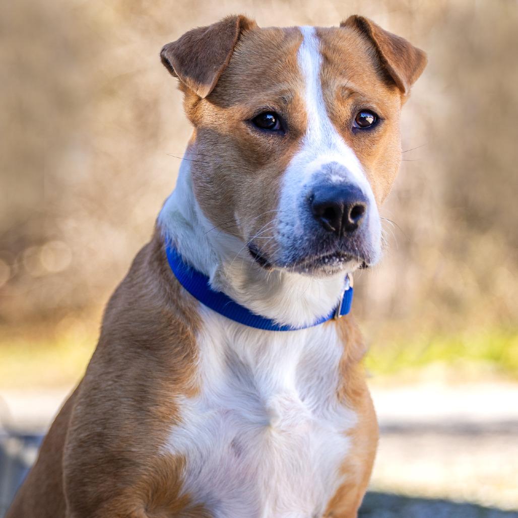 Enlarge Ashlynn, a Adoptable mixed breed in Toms River, NJ image 1/6