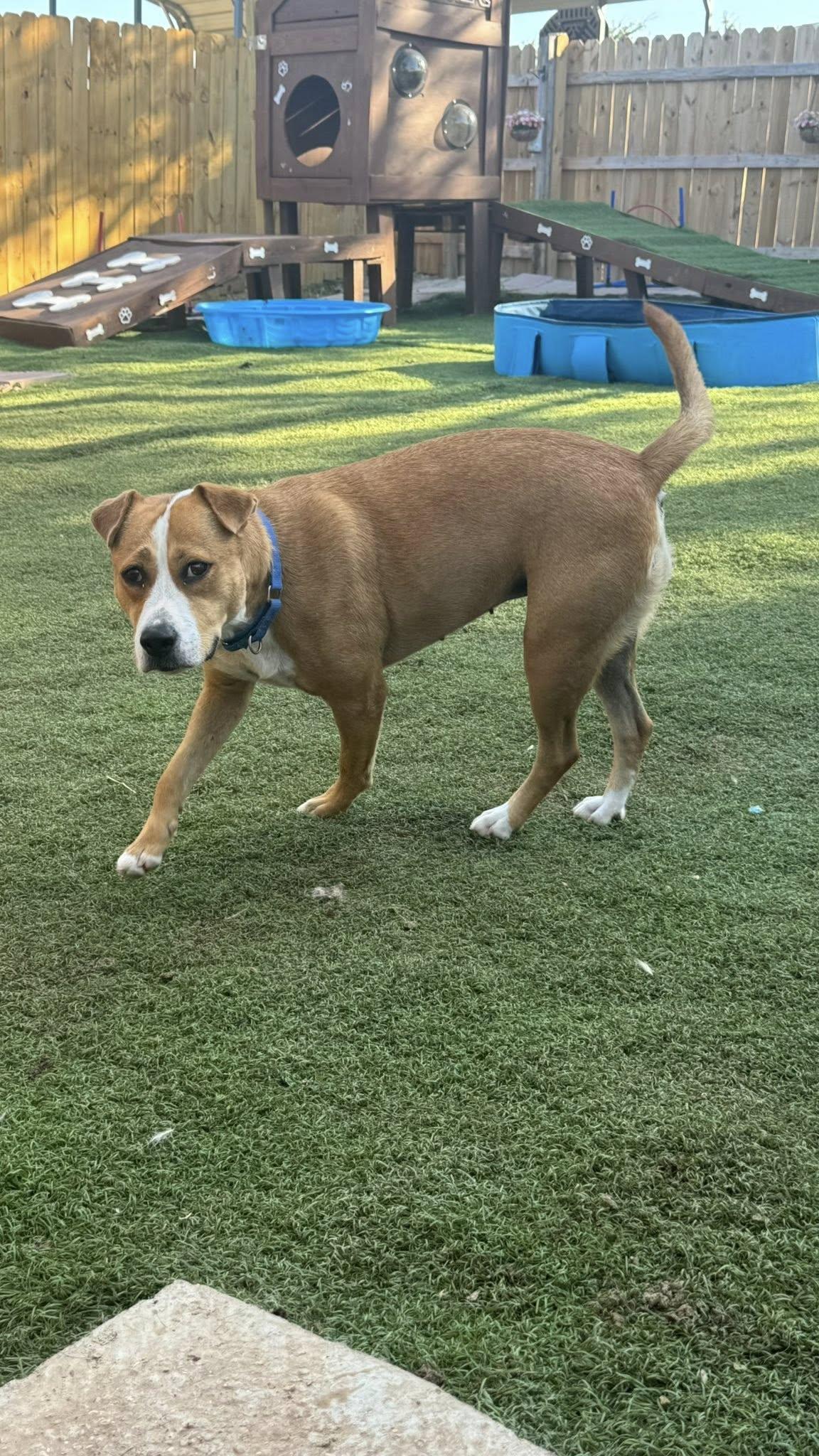 Enlarge Ashlynn, a Adoptable mixed breed in Toms River, NJ image 2/6