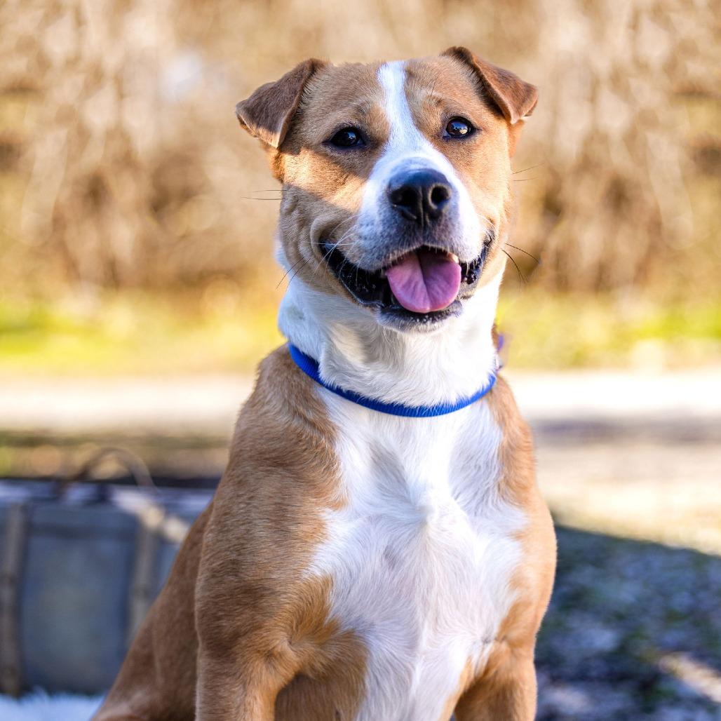 Enlarge Ashlynn, a Adoptable mixed breed in Toms River, NJ image 4/6