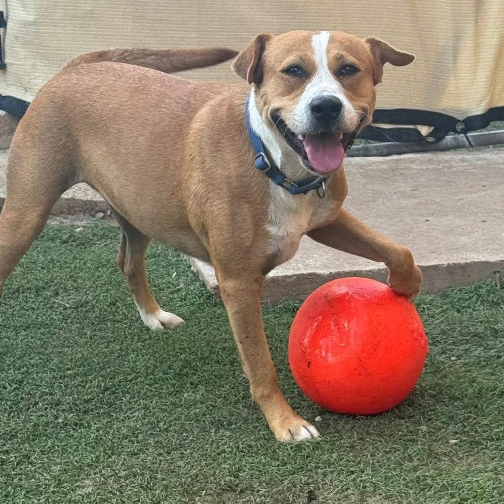 Enlarge Ashlynn, a Adoptable mixed breed in Toms River, NJ image 5/6