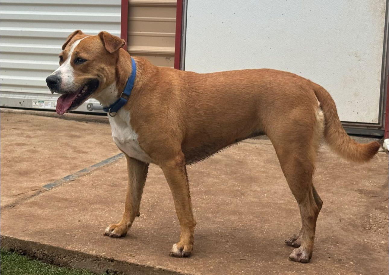 Enlarge Ashlynn, a Adoptable mixed breed in Toms River, NJ image 6/6